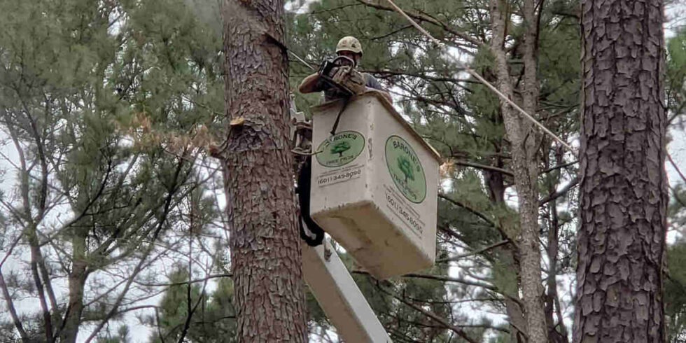 Can Split or Cracked Tree Branches Be Repaired or Saved?