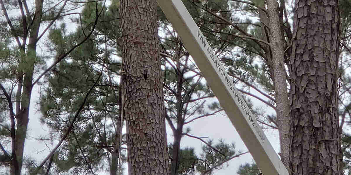 damaged bark on a tree