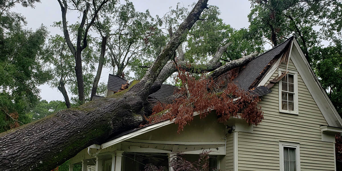 Dangers of Felling a Dead Tree & Tips for Removing It Safely