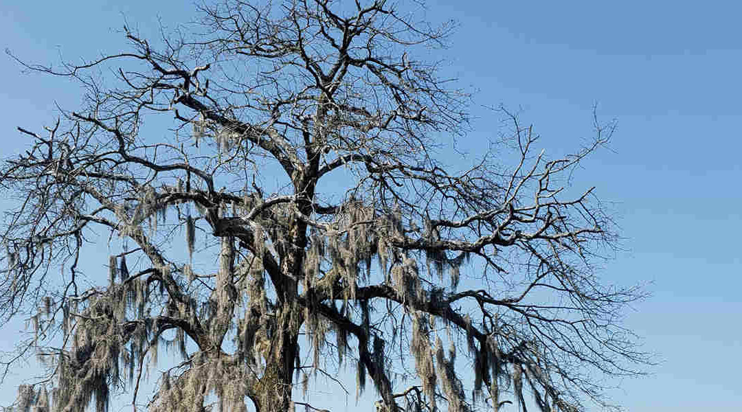 Do Trees Die of Old Age? Exploring the Lifespan of Trees