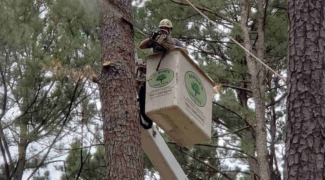 5 Tips for Choosing the Right Tree Service Company in Gluckstadt, MS