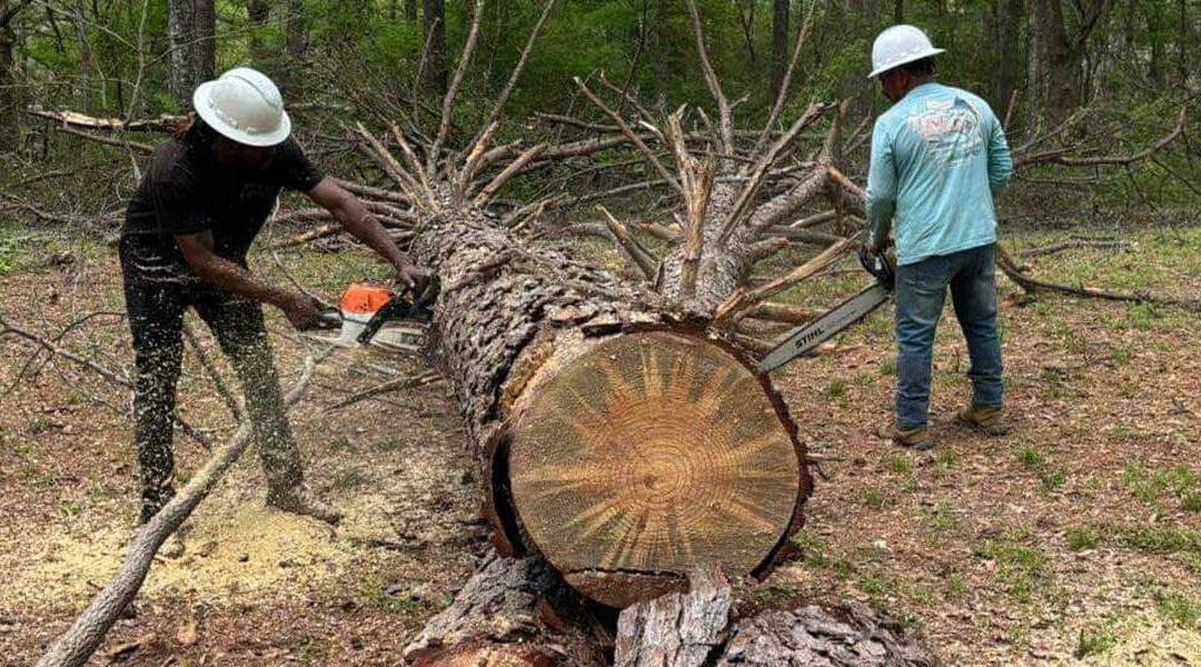 How To Make a Tree Fall a Certain Way in Sandhill, MS