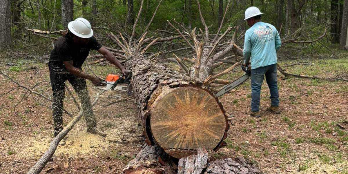 How To Make a Tree Fall a Certain Way in Sandhill, MS 1 how to make a tree fall a certain way