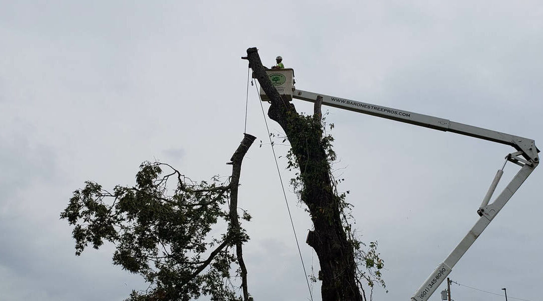 How To Safely Remove Invasive Vines Without Damaging Your Plants