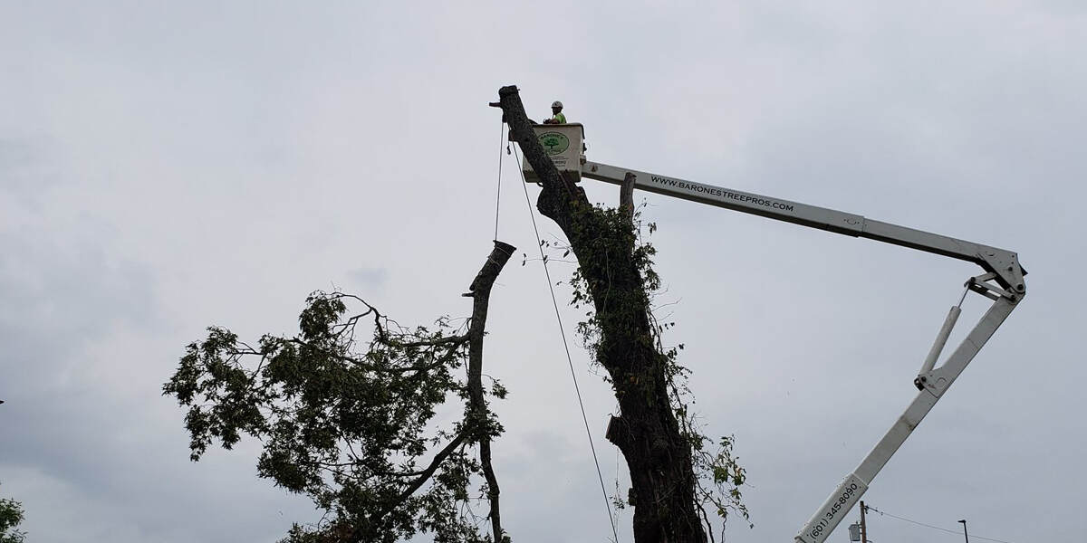 how to remove vines from yard