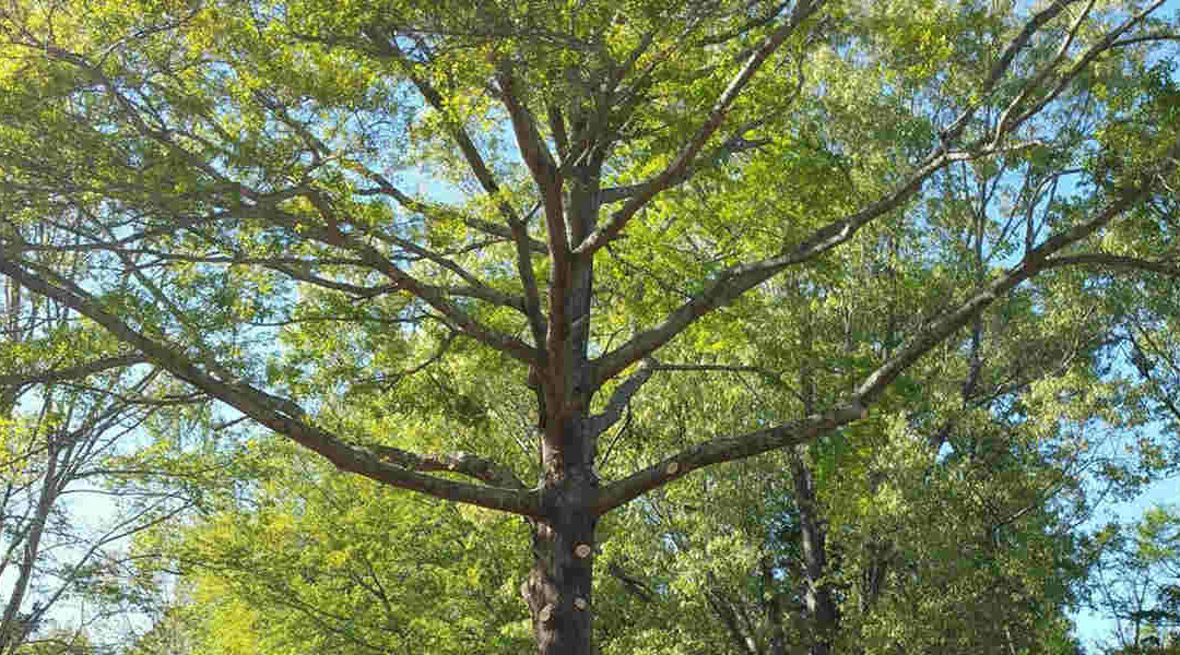 What Are Leaf Scars: Should You Be Worried About Your Trees in Brandon, MS?