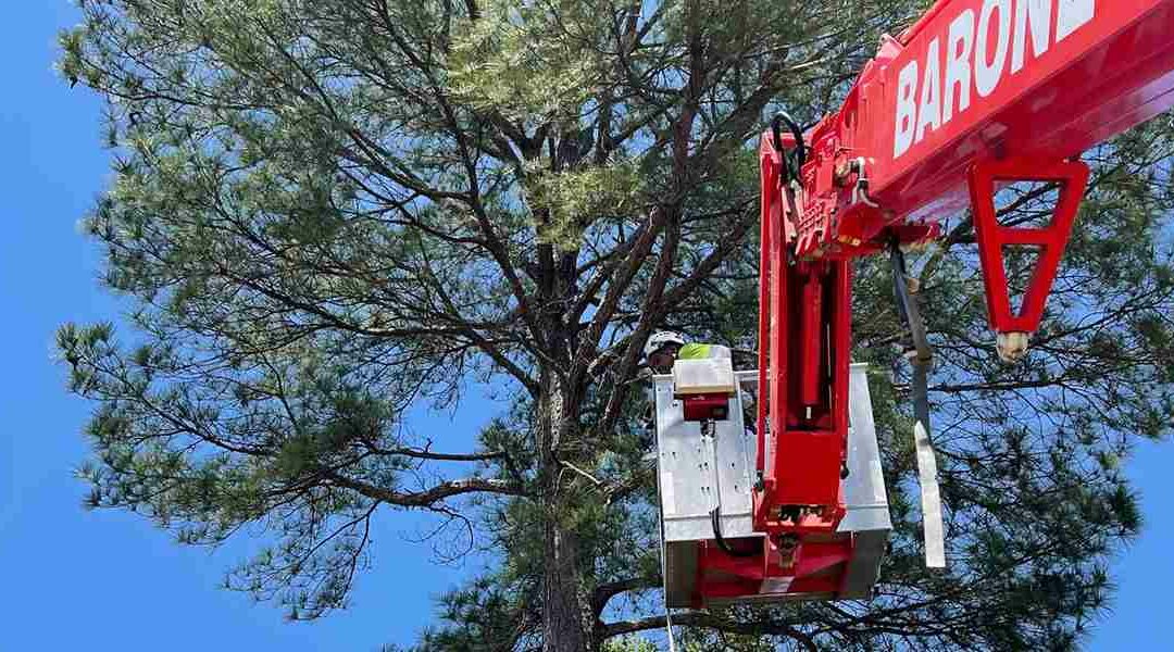 How To Take Care of a Mature Tree