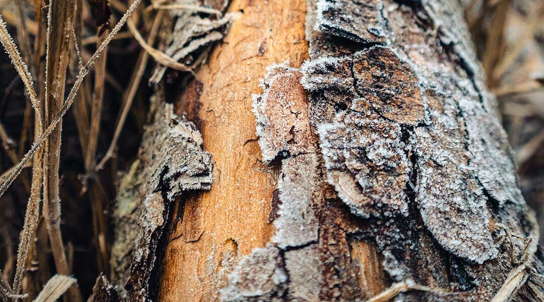Four Common Causes of Peeling Tree Bark