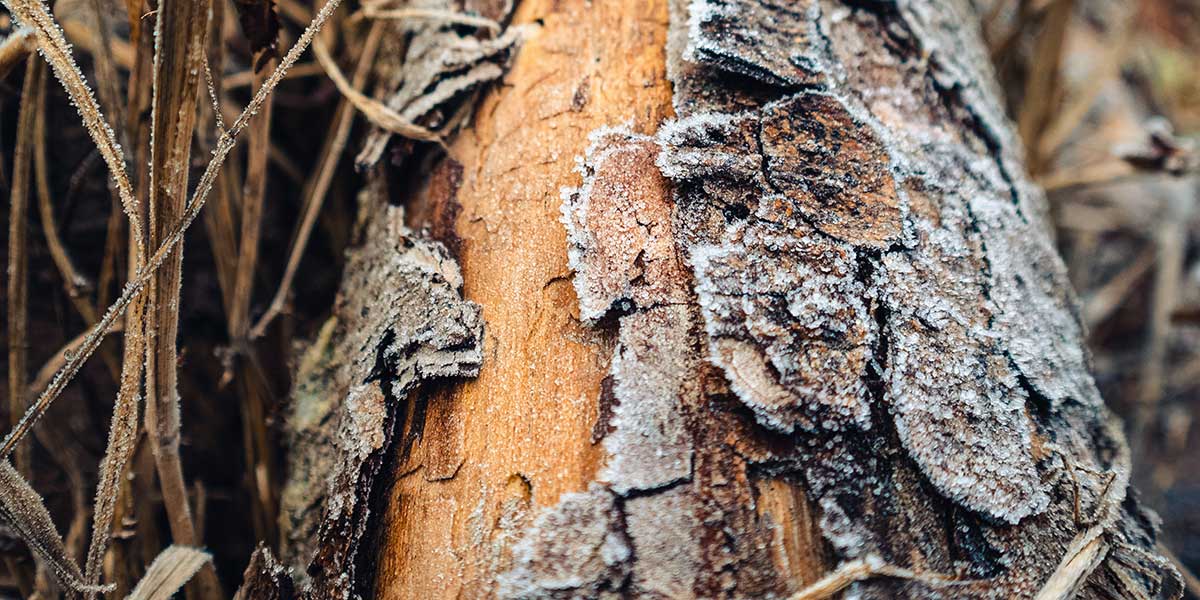 Four Common Causes of Peeling Tree Bark 1 peeling tree bark
