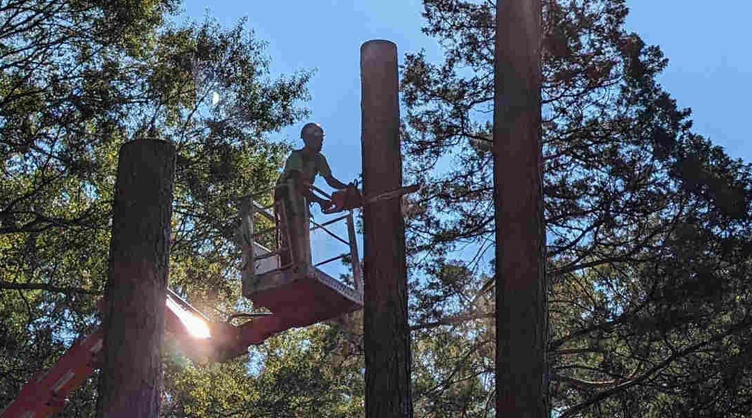 Is Sealing Tree Wounds Necessary for Your Trees in Jackson, MS?