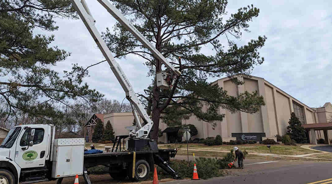 Should You Trim Lower Branches on a Young Tree in Clinton, MS?