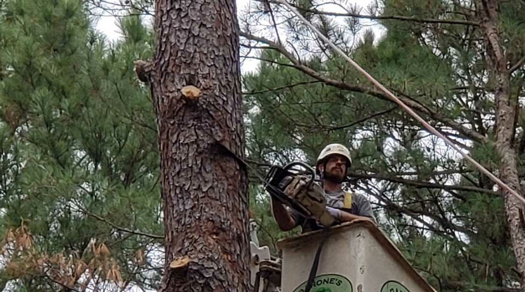 Five Tree Cutting Mistakes Most Homeowners End Up Making