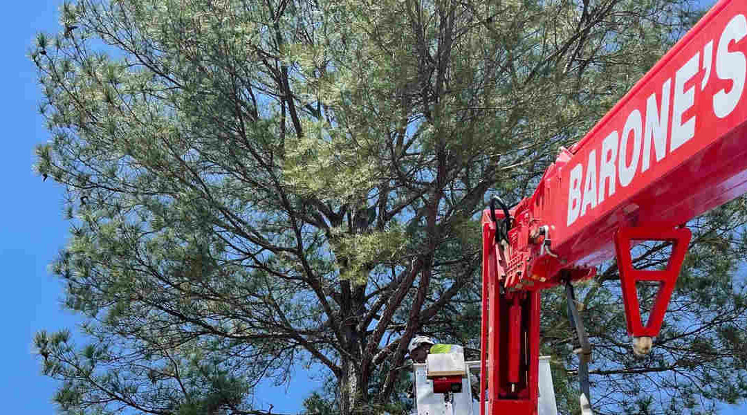 A Homeowner’s Guide to Tree Disease Treatment  