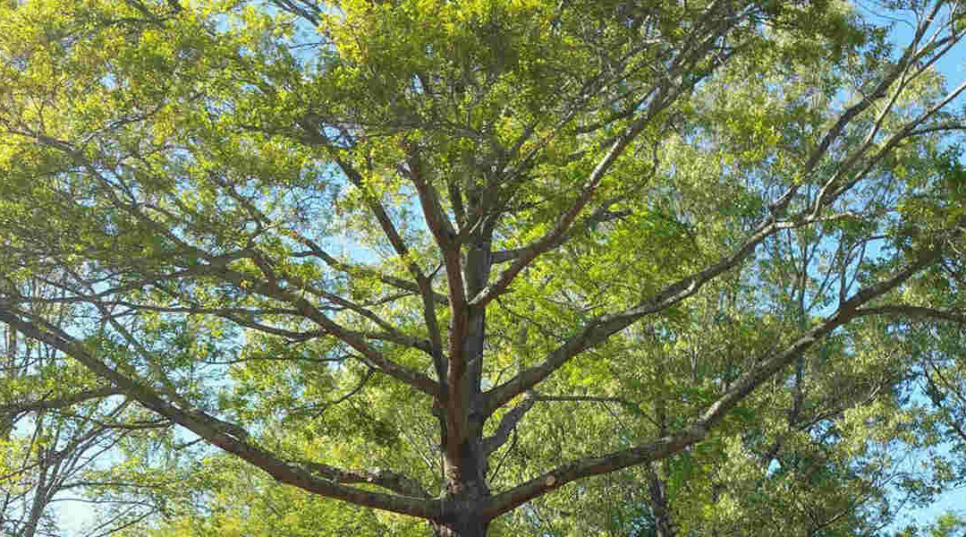 What Is a Tree Inspection?