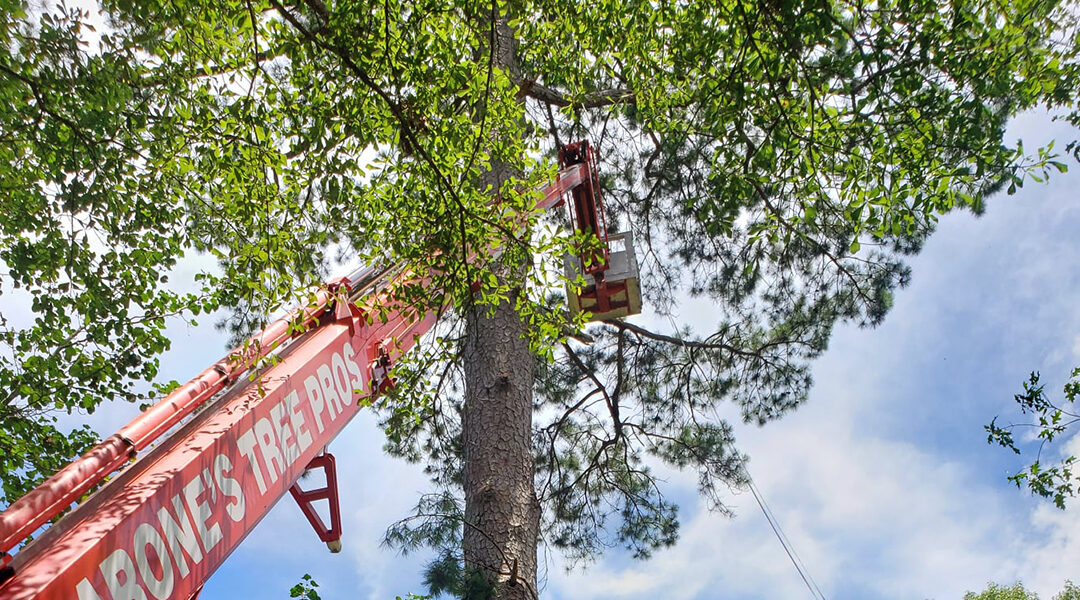 6 Types of Tree Pruning in Star, MS