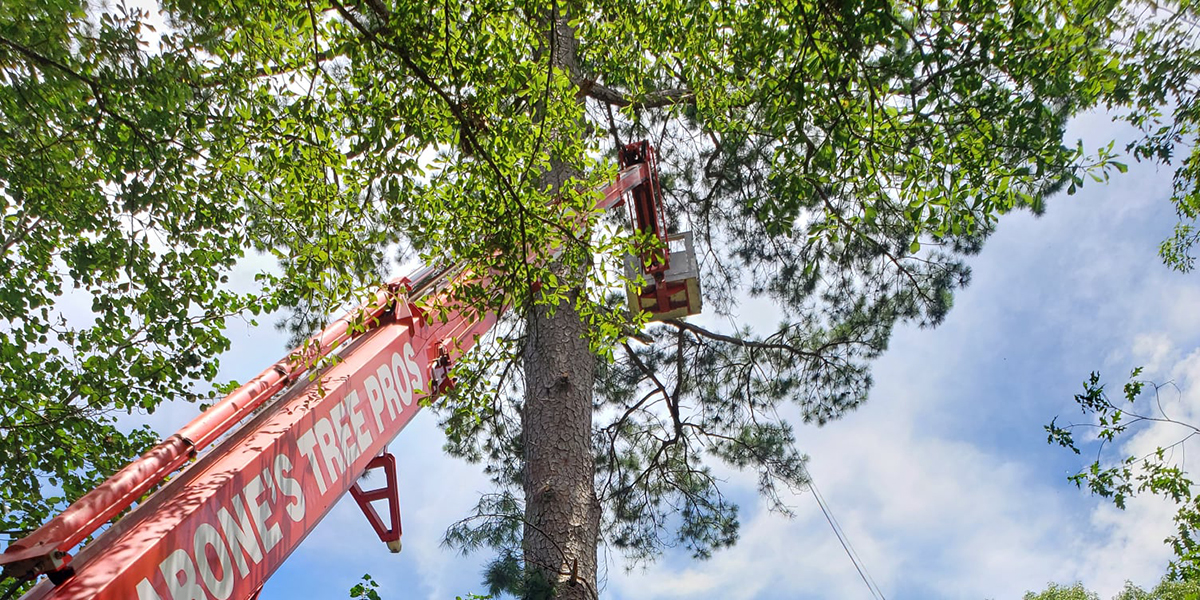types of tree pruning