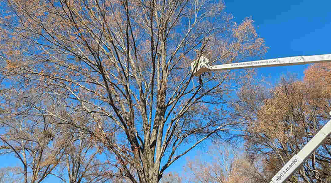 What Tree Pruning Means and When to Do It in Madison, MS