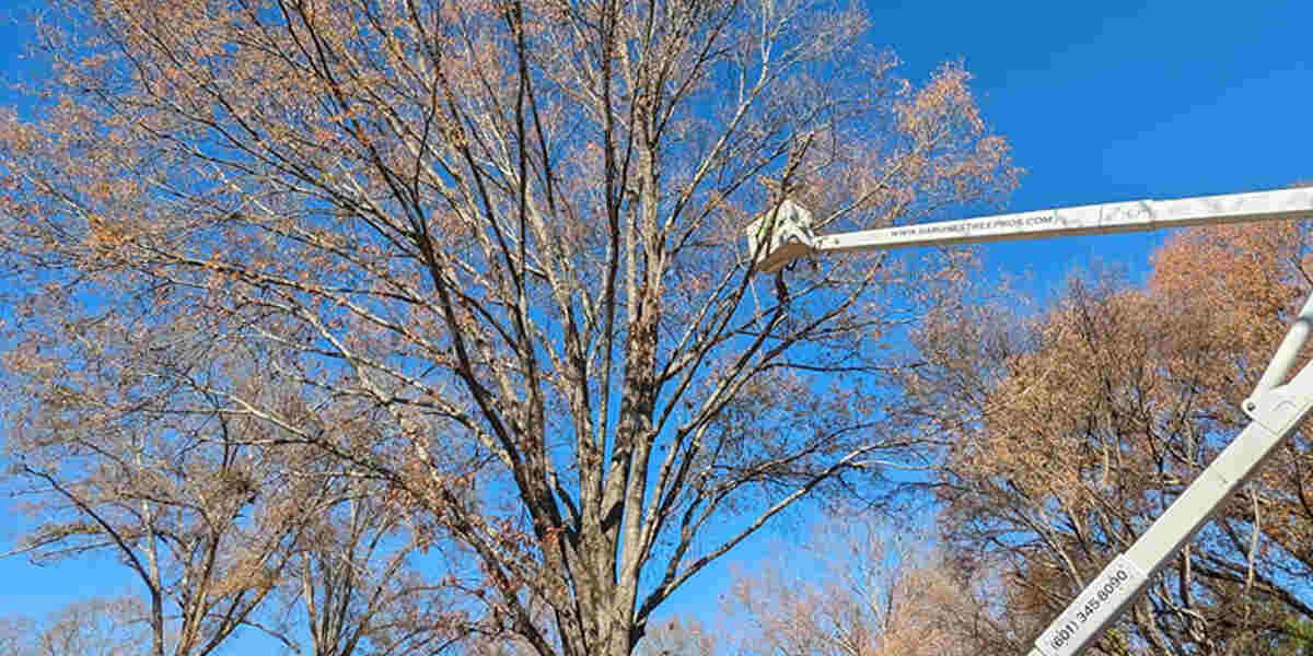 what does tree pruning mean