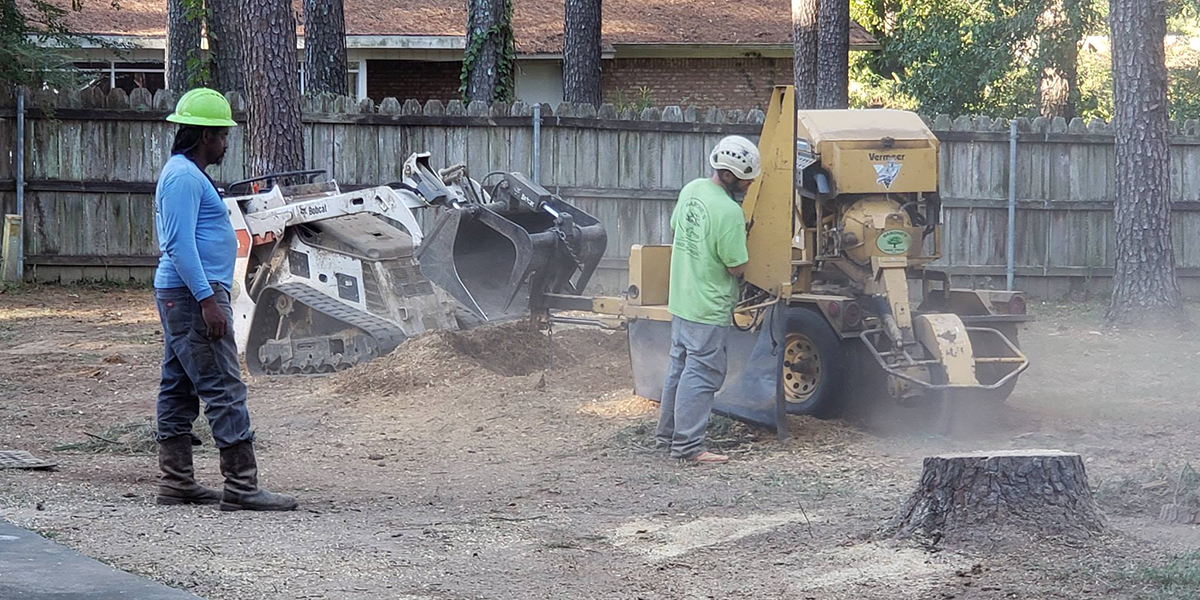 what to do after tree stump grinding